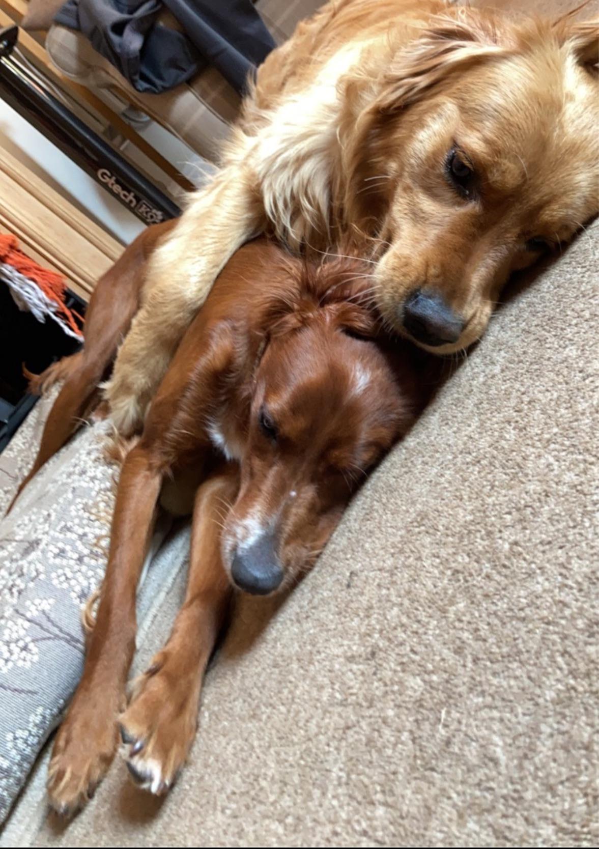 Source image for Golden Retriever Hugging Red Dog in Cozy Embrace