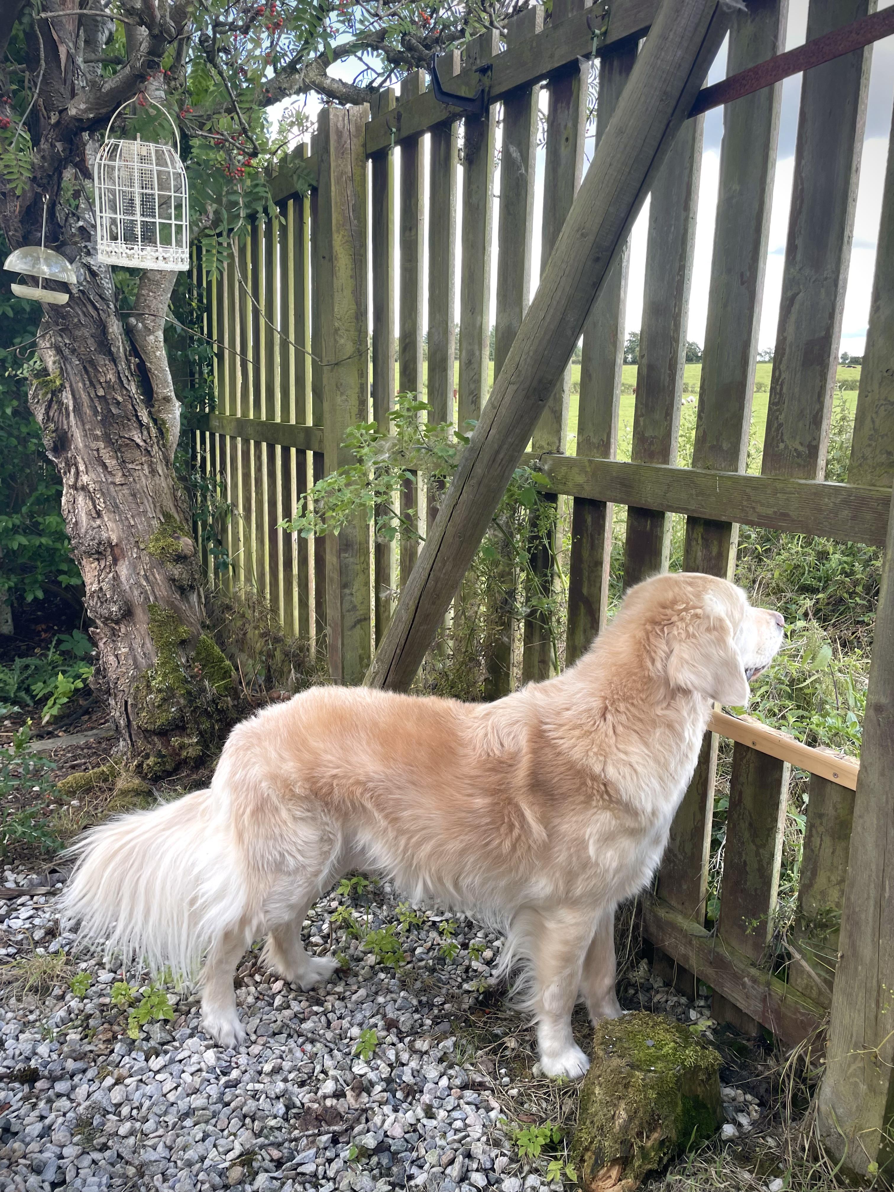 Source image for Golden Retriever Gazing Through Rustic Wooden Garden Gate