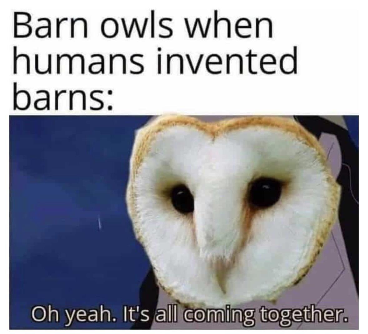 Source image for Barn Owl Meme Expression Coming Together Animation