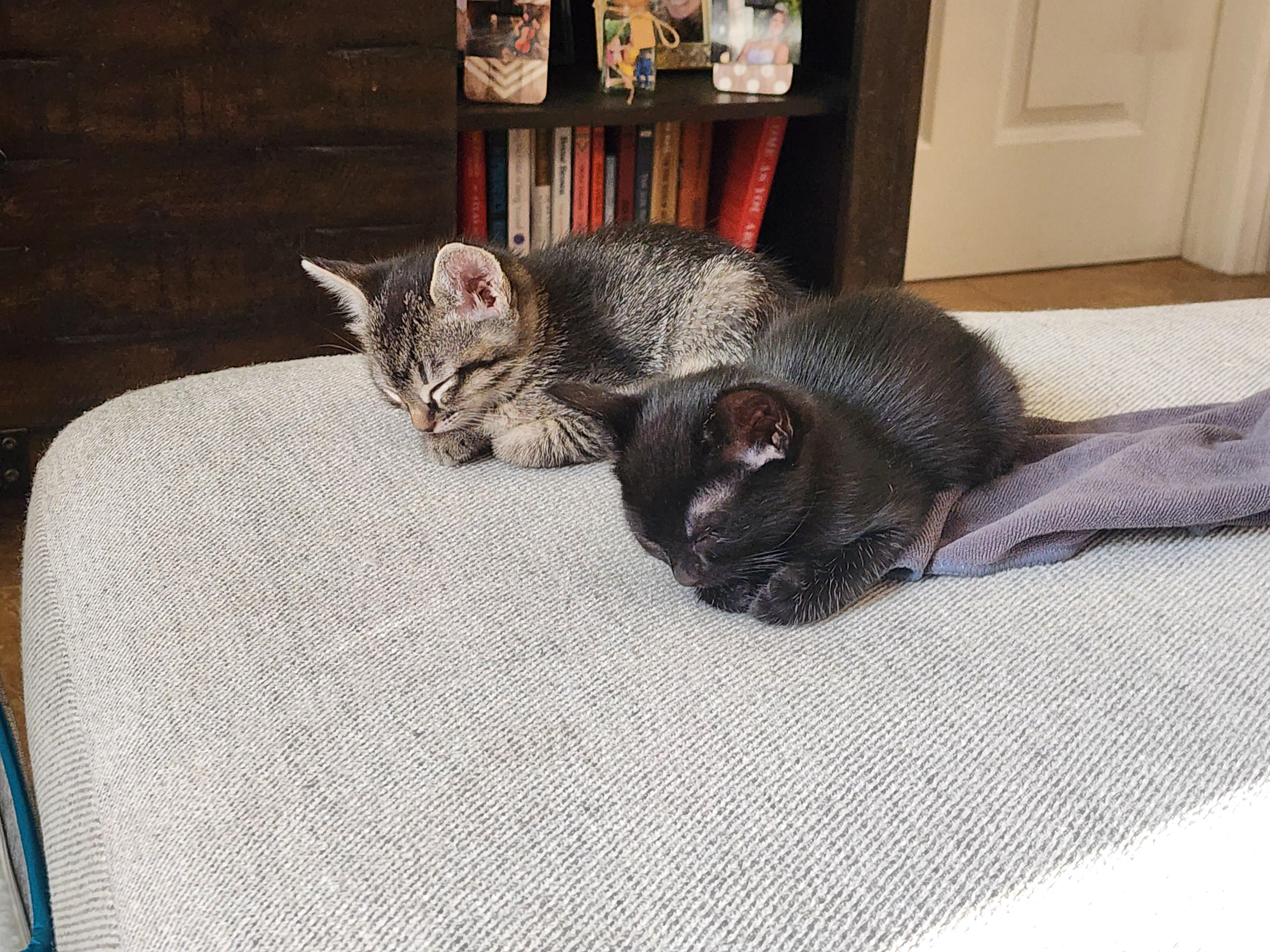 Source image for Two Sleeping Kittens Cuddle on Textured Grey Ottoman