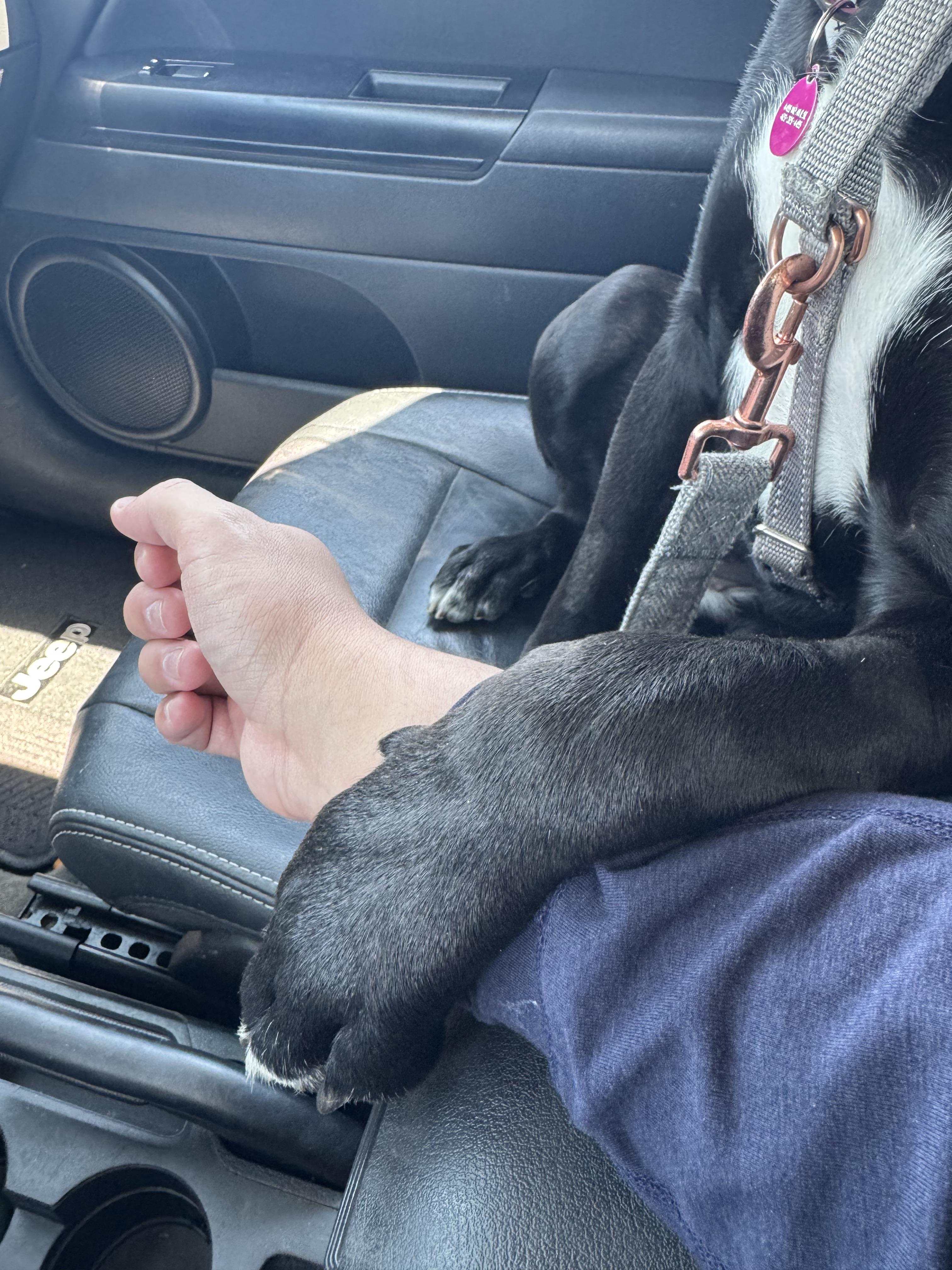 Source image for Black and White Dog Resting Paws on Owner's Lap in Car