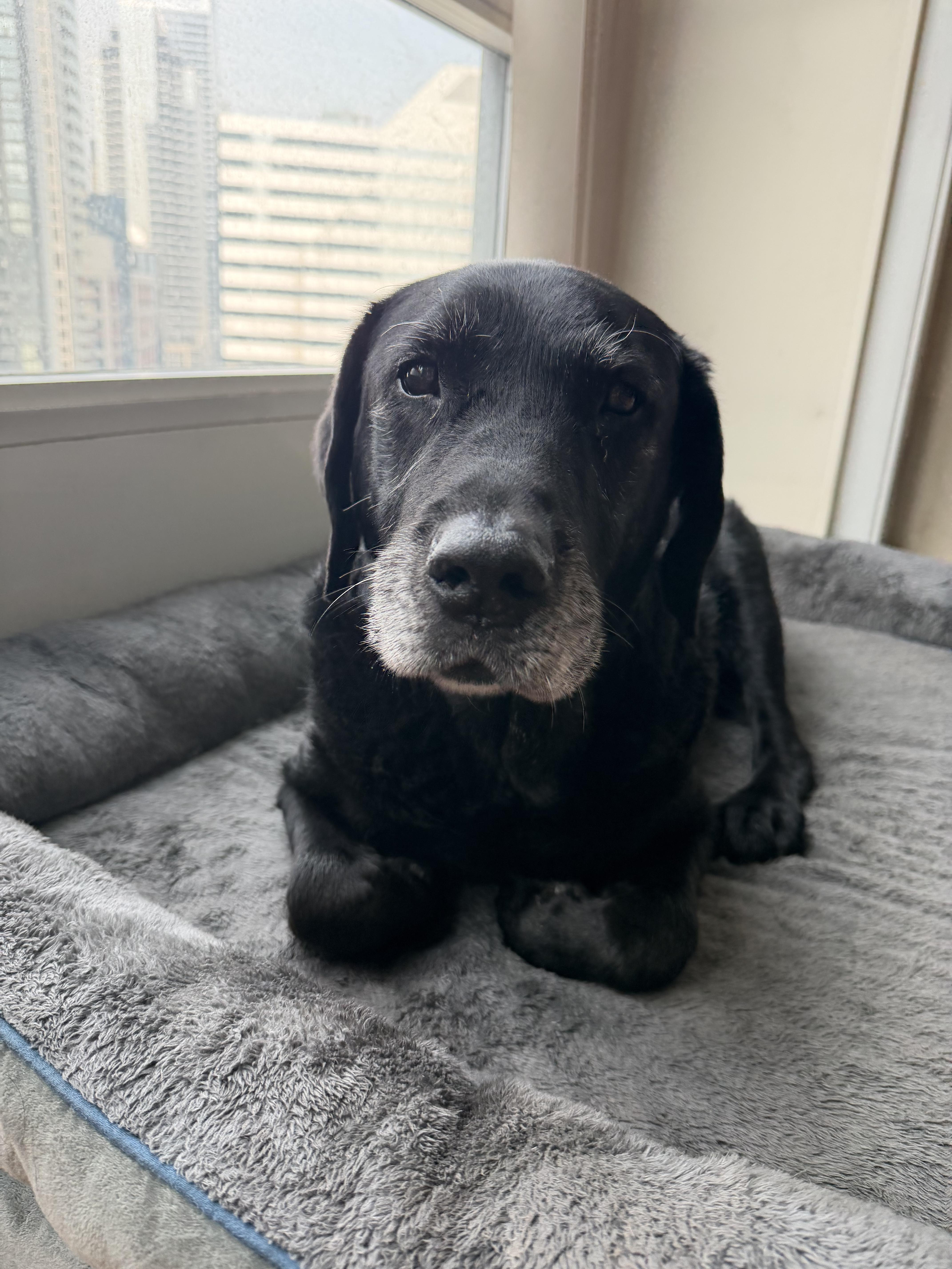 Source image for Senior Black Labrador Resting on Plush Grey Bed by City Window