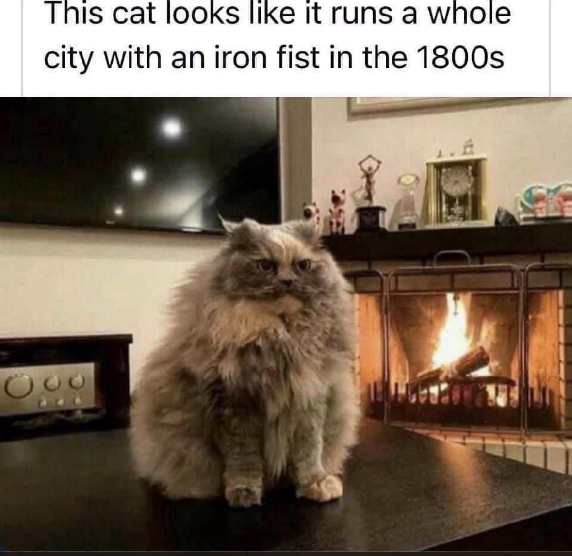 Source image for Stern Fluffy Cat Presiding Over Living Room Like a Victorian Boss