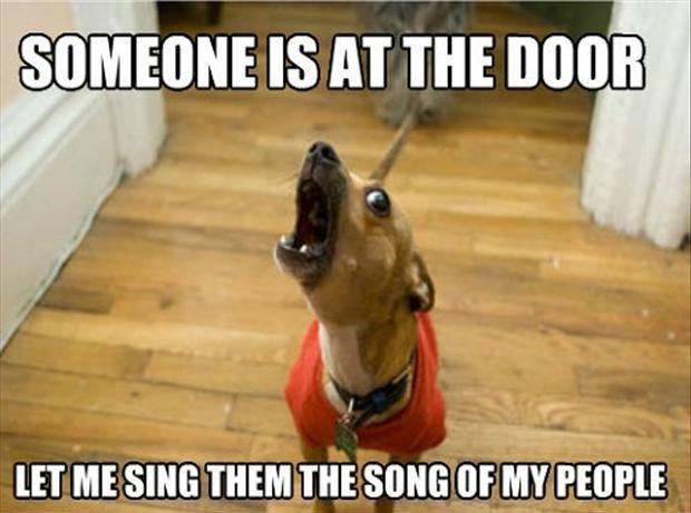 Source image for Excited Small Dog Barks at Door with Humorous Caption