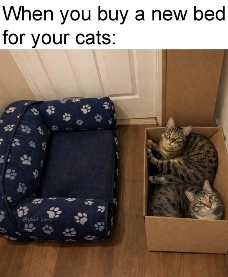 Source image for Two Tabby Cats Refuse New Paw Print Bed for Cardboard Box