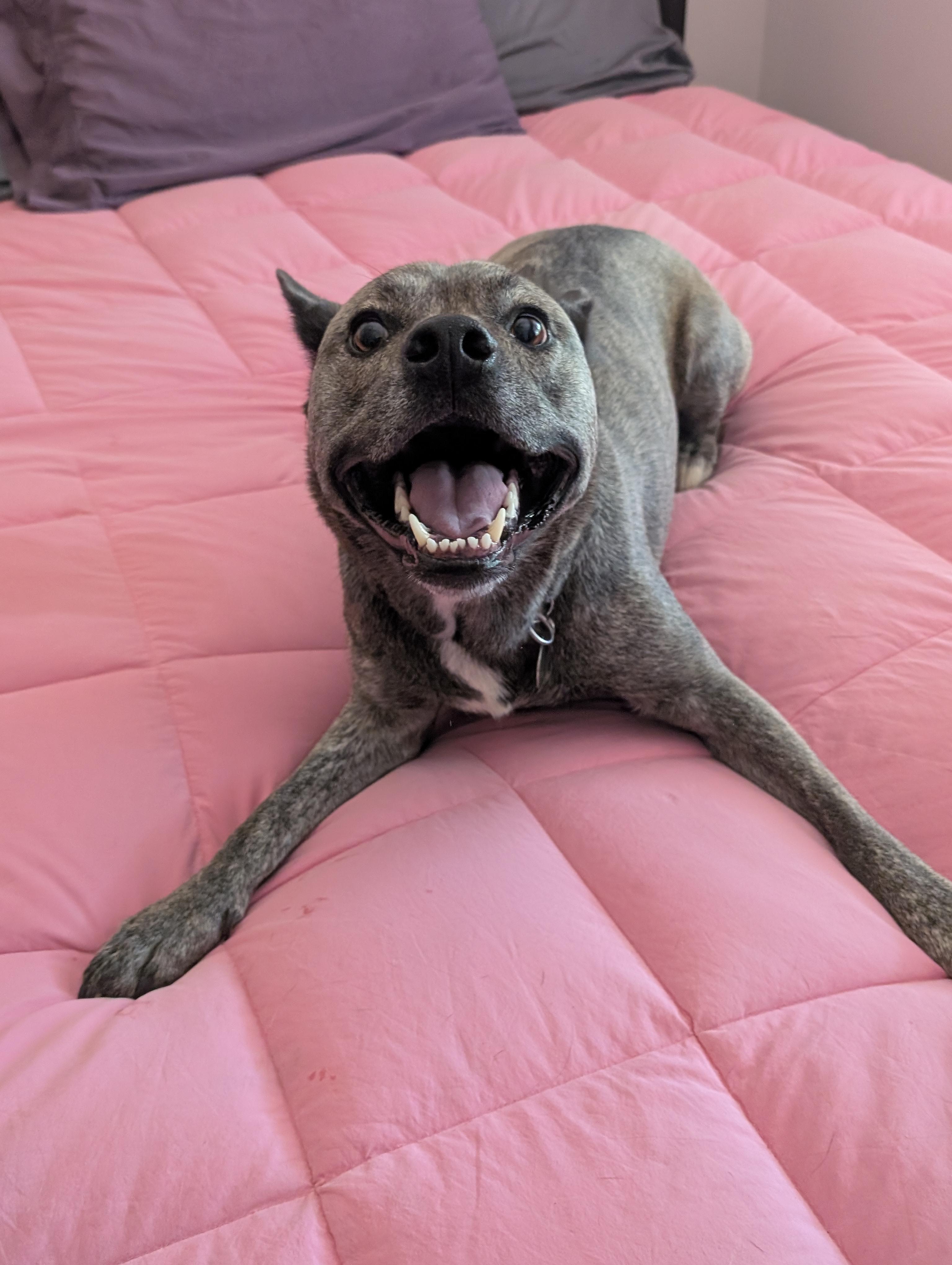 Source image for Excited Brindle Dog Baring Teeth on Pink Quilted Bedspread
