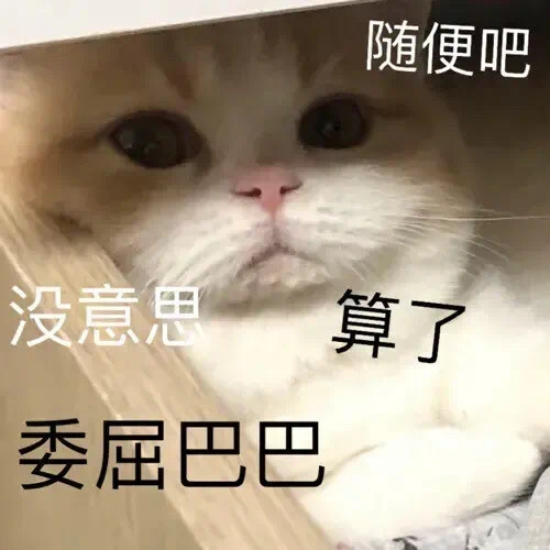 Source image for Defeated Cat Sulking in a Cardboard Box