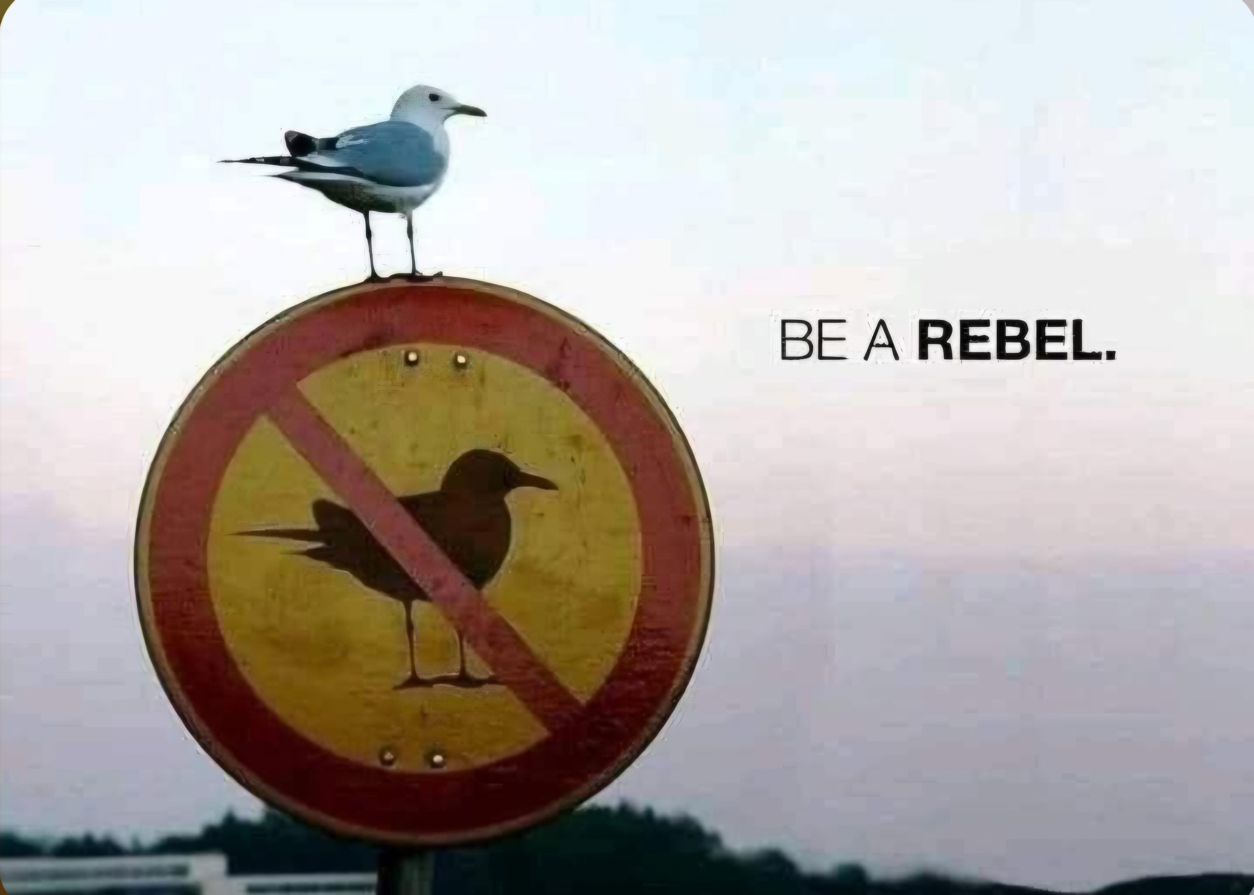 Source image for Seagull Defies Prohibition Sign Perched as Rebel Icon