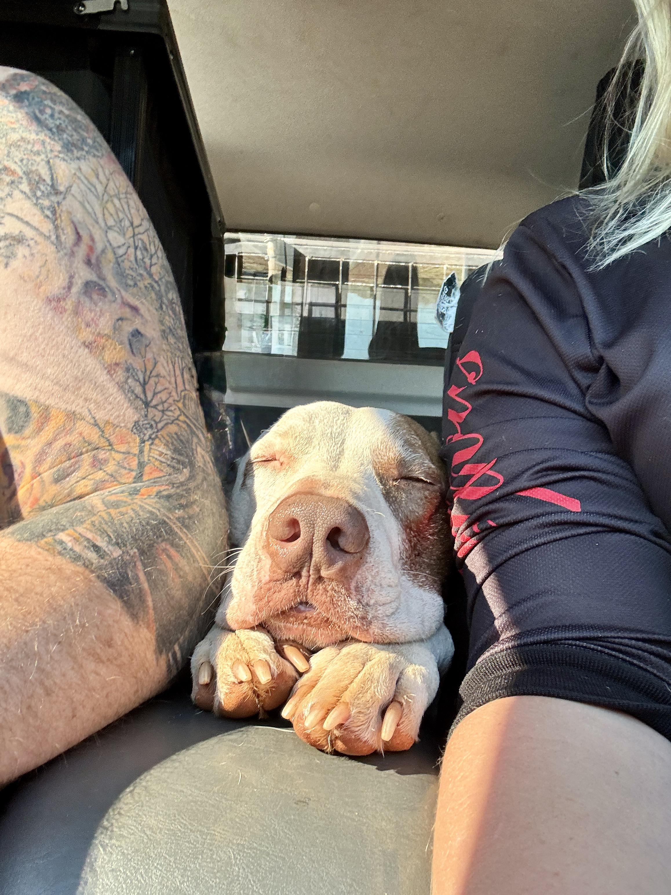 Source image for Sleeping Pit Bull Resting Between Tattooed Arm and Owner in Sunlight