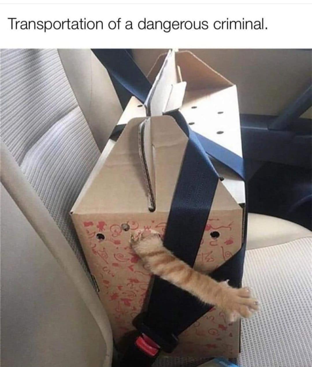 Source image for Dangerous Criminal Cat Transported in Secured Cardboard Box