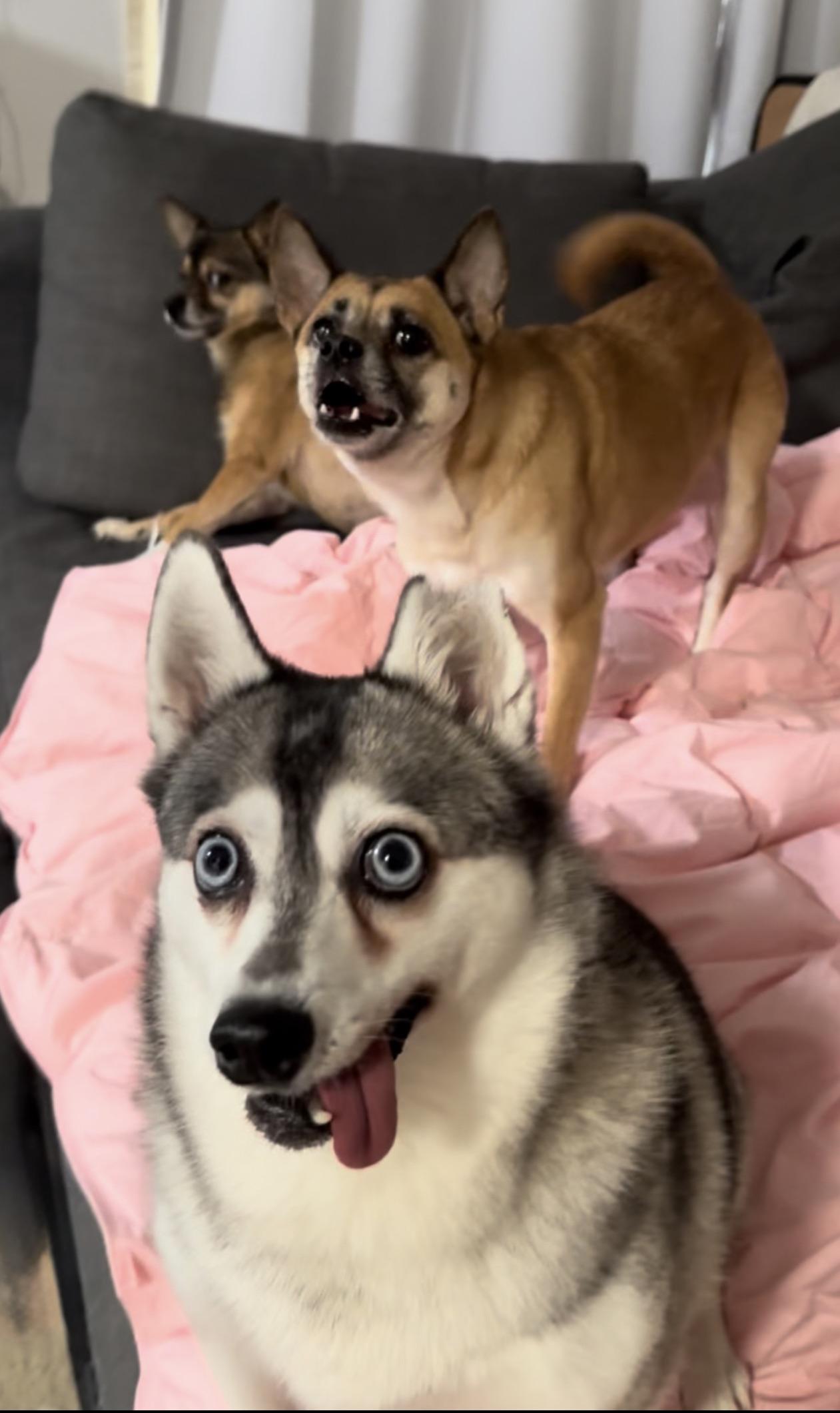 Source image for Wide-Eyed Husky and Barking Dogs on Pink Blanket