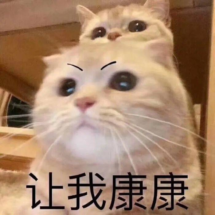 Source image for Curious Kitten Rides an Angry Cat