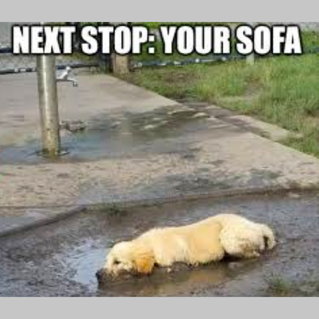 Source image for Exhausted Dog Lying in Muddy Puddle Heading to Sofa