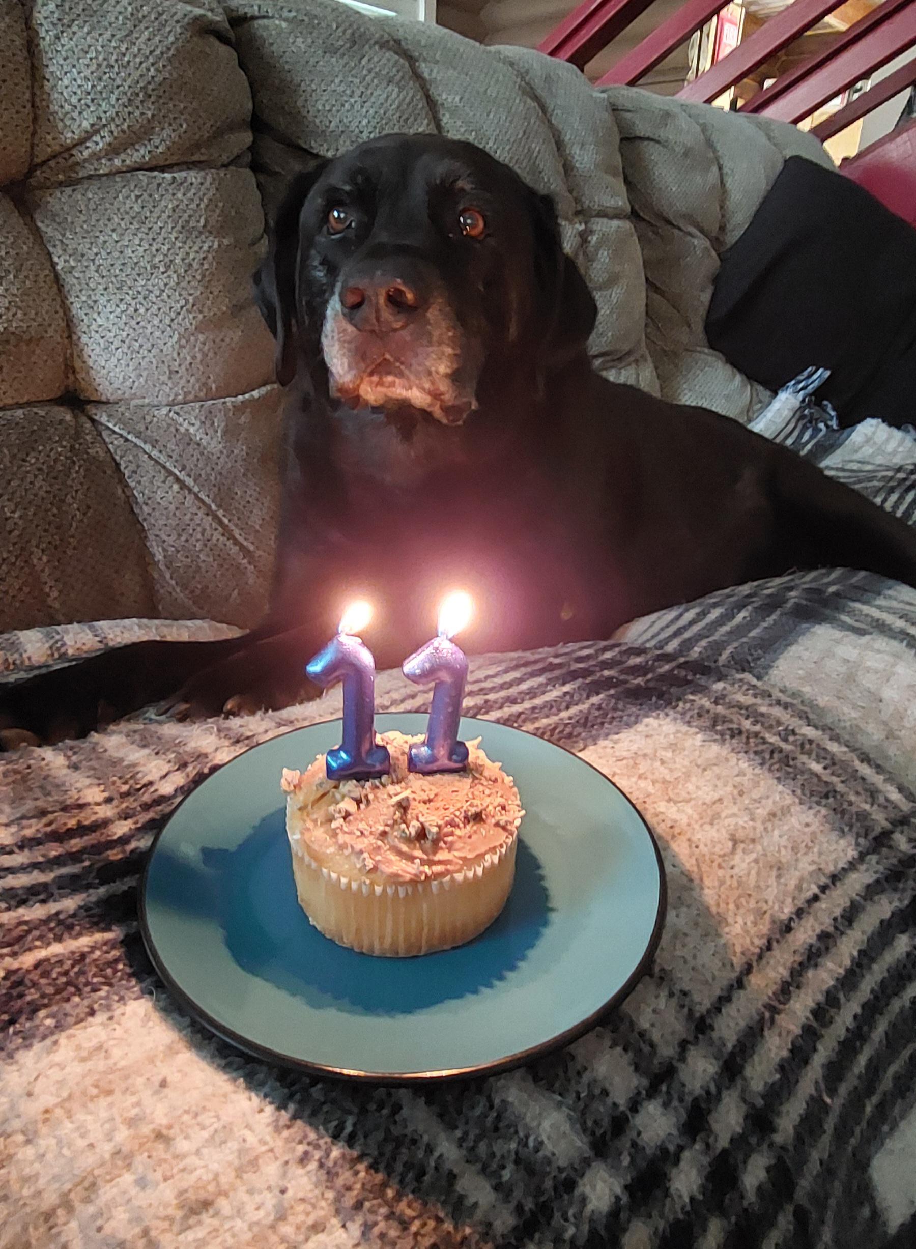 Source image for Senior Black Labrador Gazing at 11th Birthday Cupcake Candles