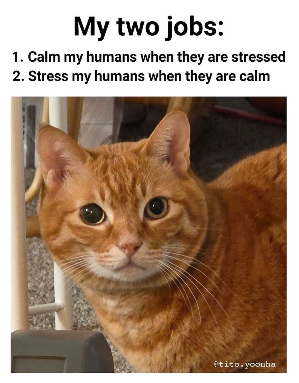 Source image for Intense Orange Tabby Cat Staring Directly at Camera
