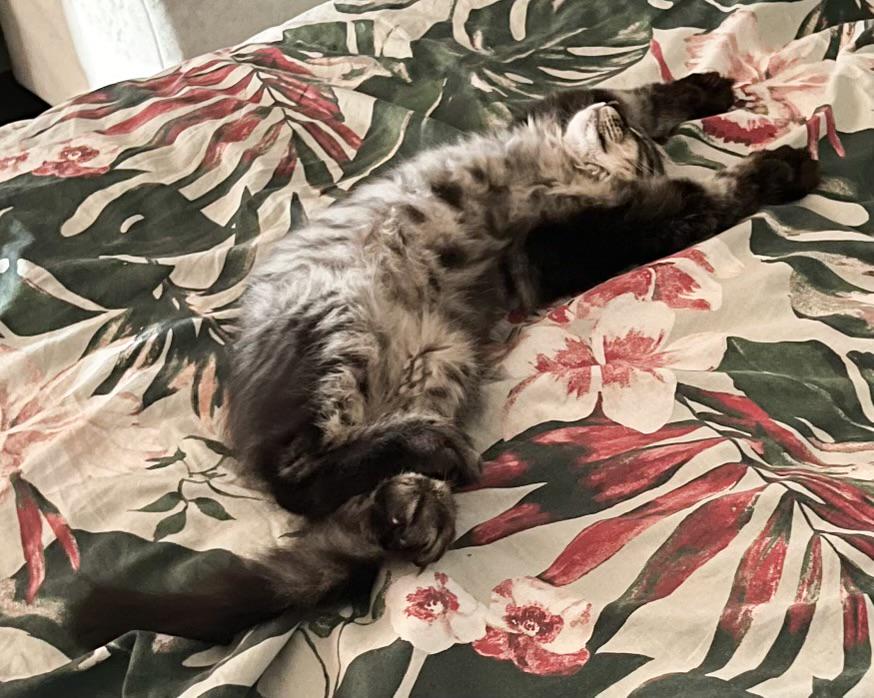 Source image for Fluffy Tabby Cat Stretching Deeply on Tropical Floral Bedding