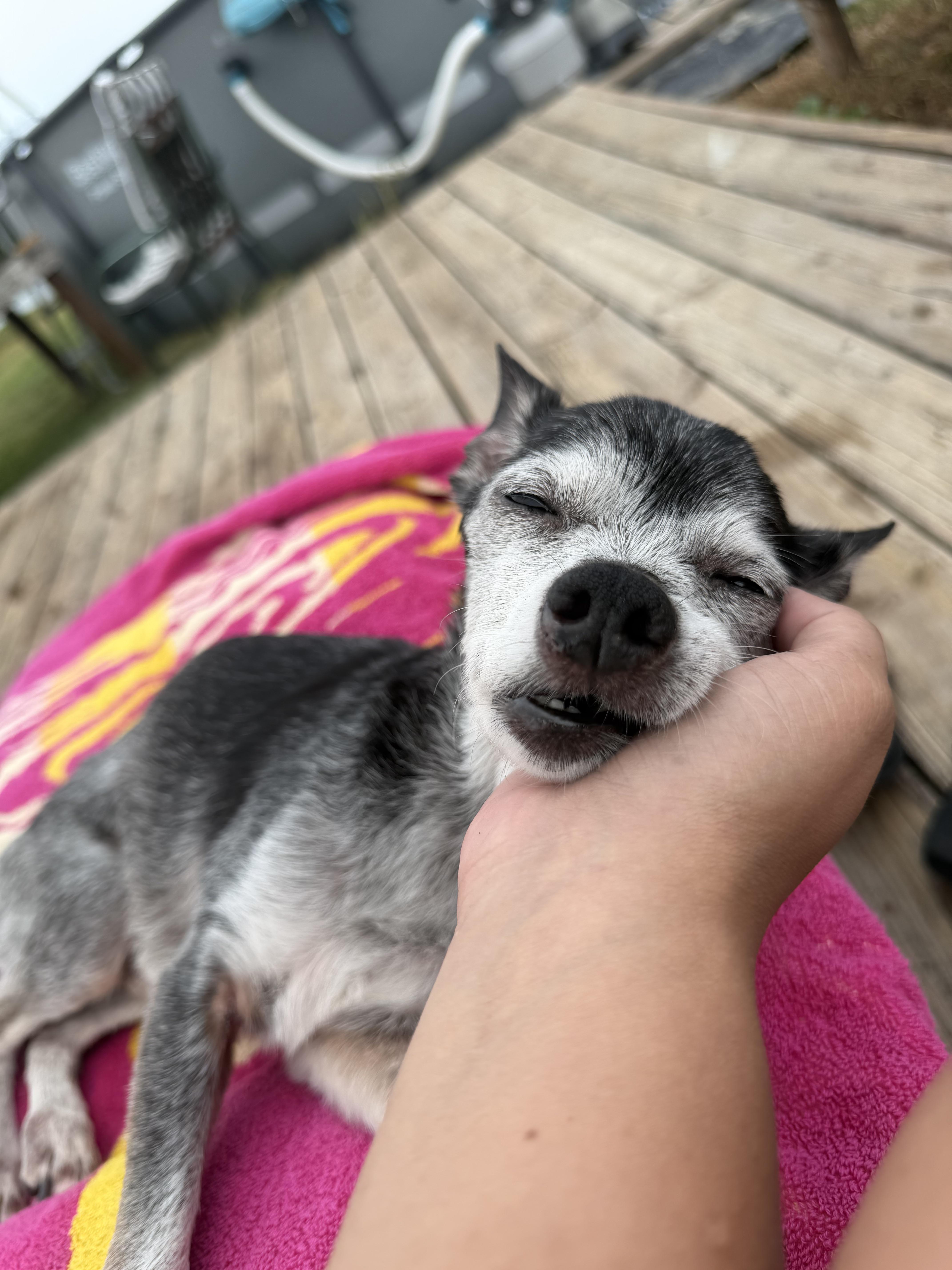 Source image for Senior Dog Sleeping on Pink Towel While Being Petted