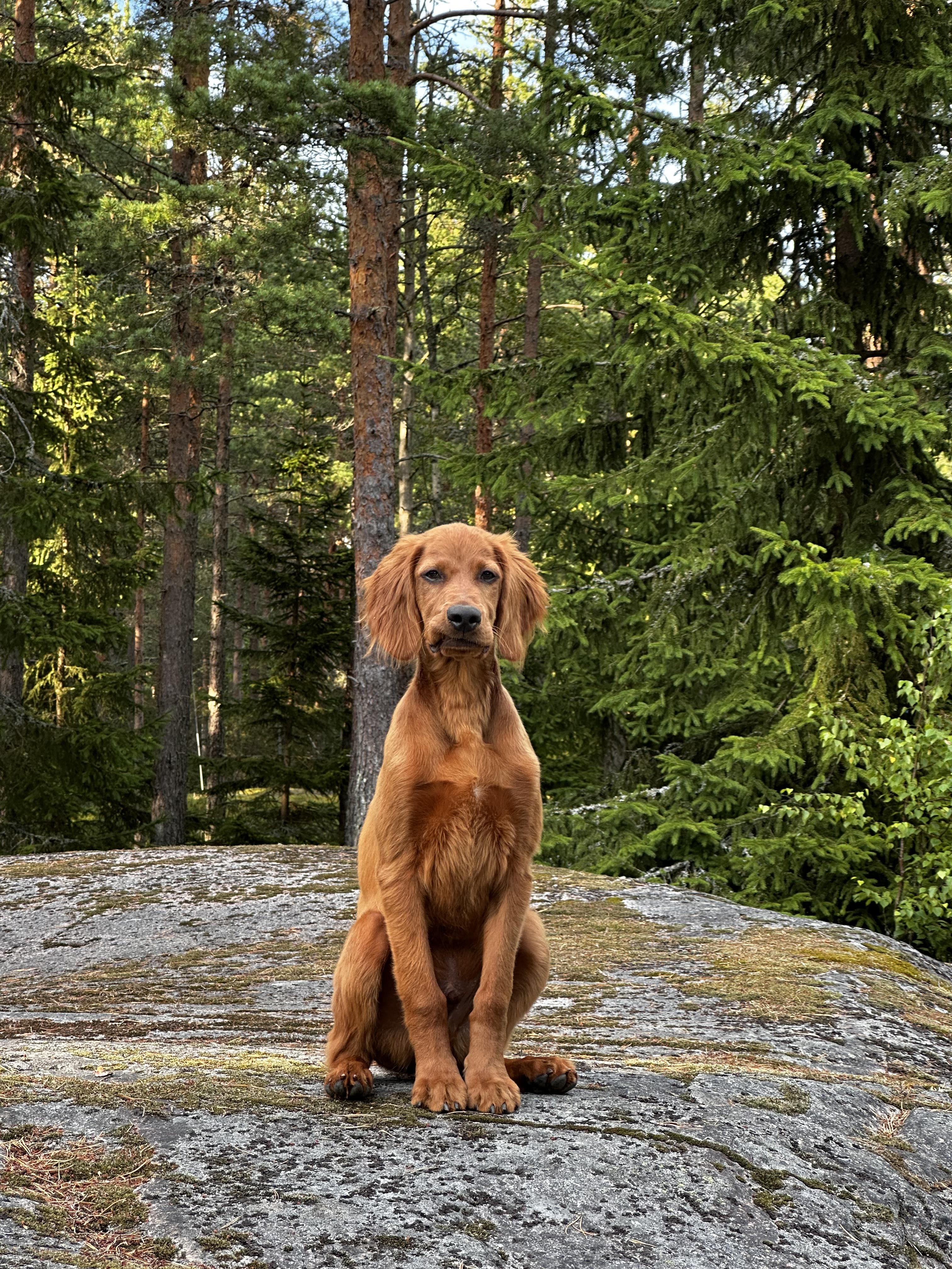 Source image for Red Setter Pupil Sitting Majestically on Forest Rock