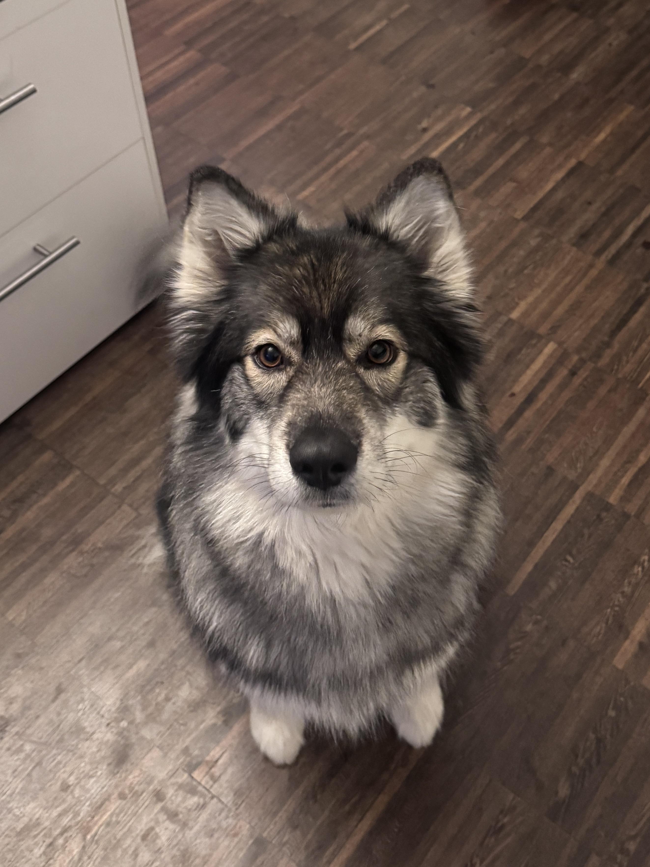 Source image for Fluffy Grey Dog Gazing Upward from Wooden Floor