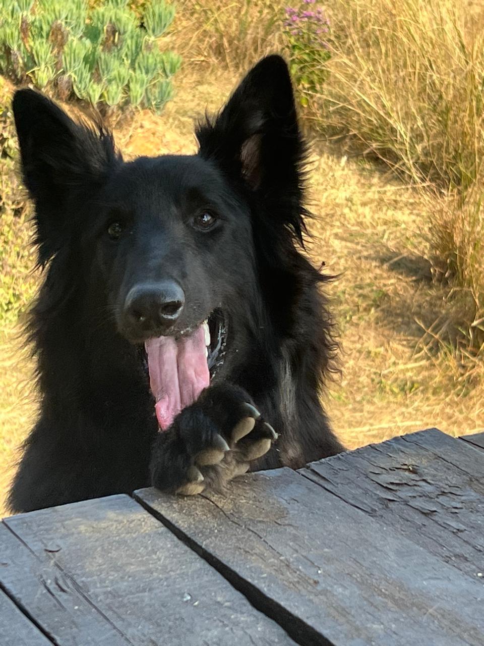 Source image for Black German Shepherd Paws on Weathered Wooden Table Panting