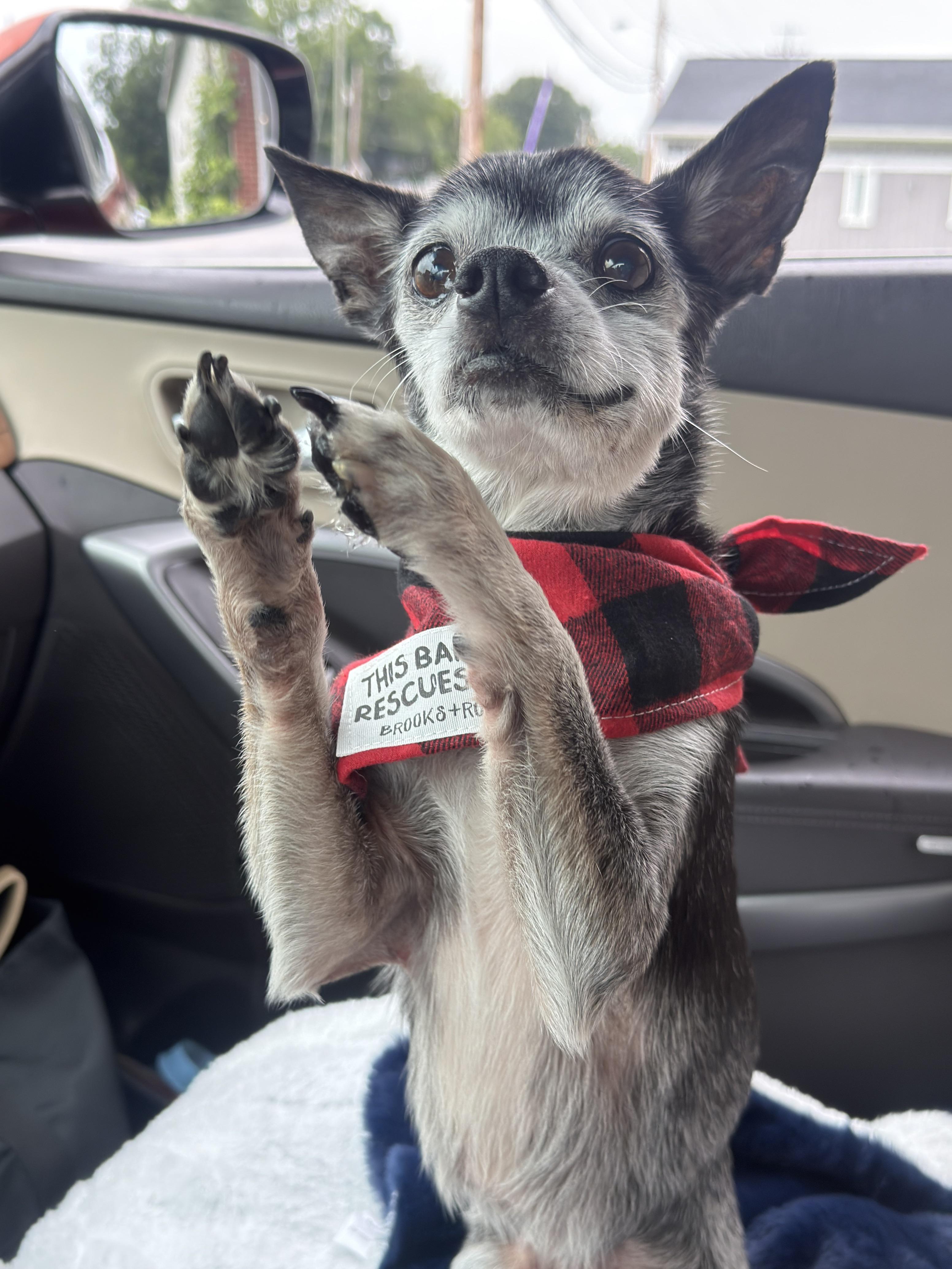 Source image for Rescue Chihuahua with Paws Raised Wearing Plaid Bandana in Car