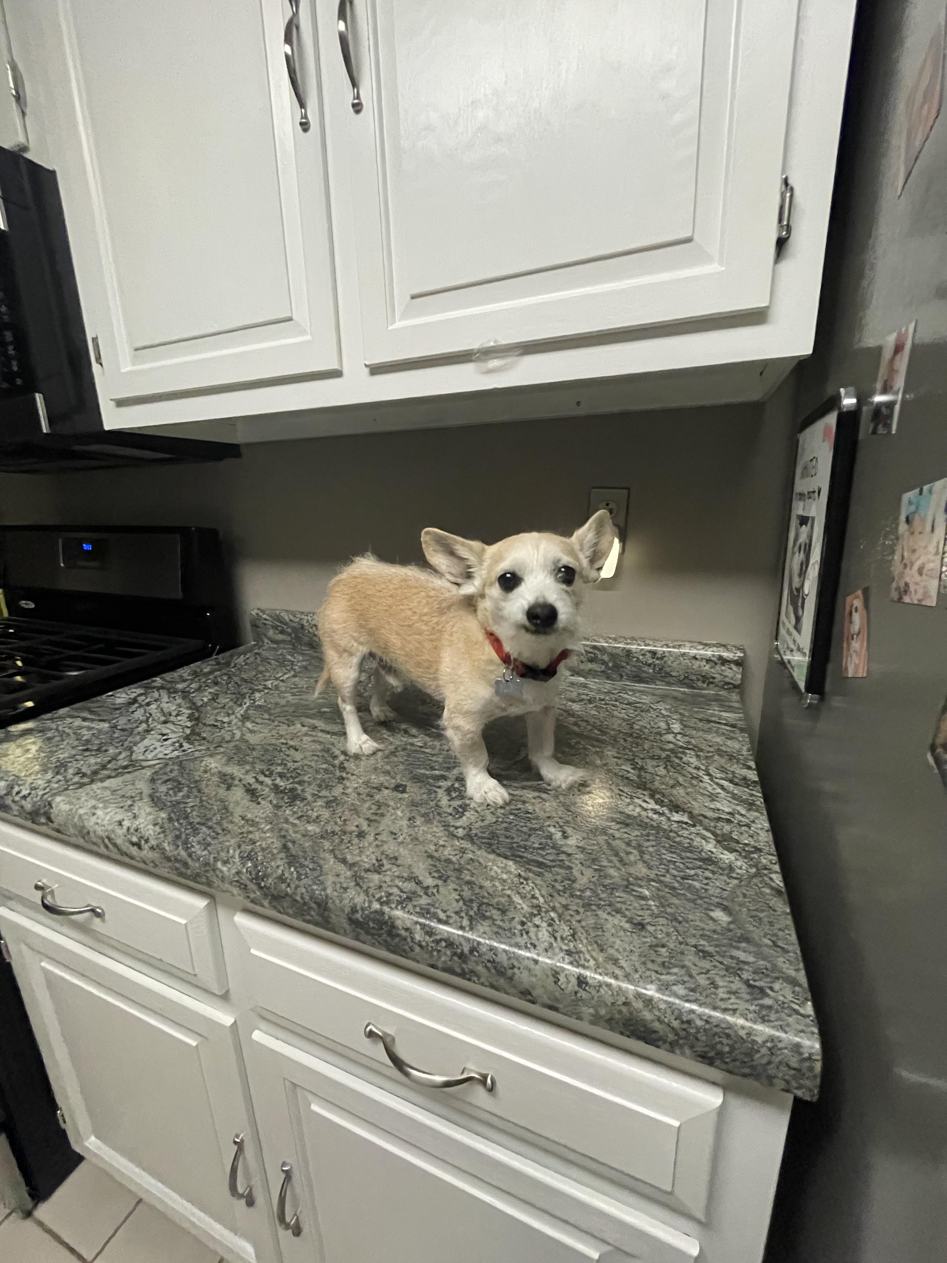 Source image for Small Tan Dog Standing Alert on Granite Kitchen Counter