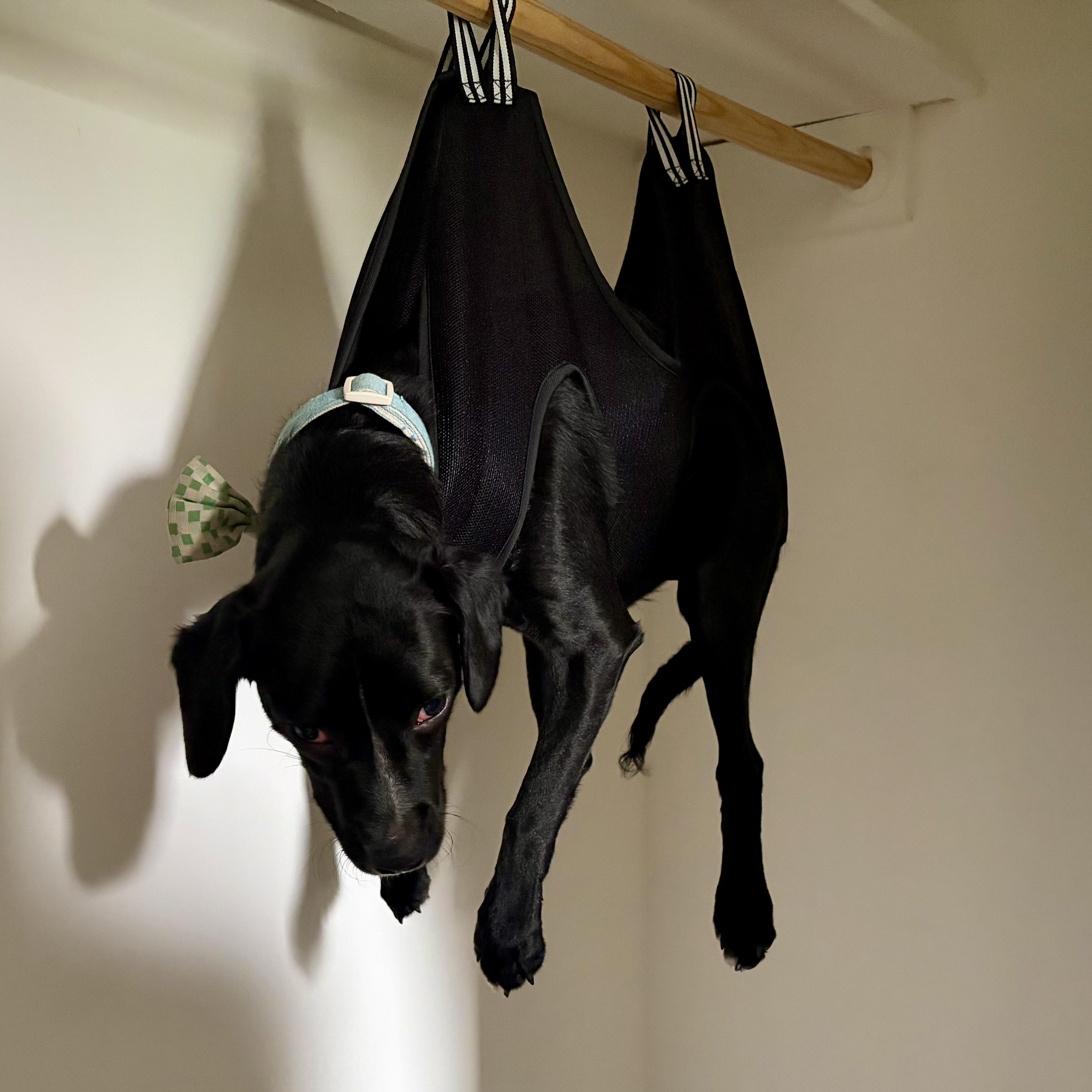 Source image for Black Dog Suspended in Veterinary Therapy Sling for Rehabilitation